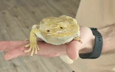 Agama brodata na dłoni mężczyzny