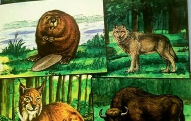Ilustracja przedstawiająca zwierzęta z Puszczy Białowieskiej
