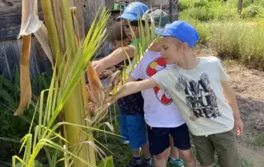 Trzech chłopc&oacute;w głaszcze pień bananowca