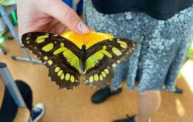 Motyl