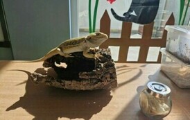 Zdjęcie przedstawia agamę brodatą