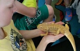 Chłopiec w ż&oacute;łtej koszulce z kr&oacute;tkim rękawem trzyma na dłoniach ż&oacute;łtą agamę