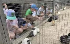 Dzieci kucają przy siatce i karmią kr&oacute;liki