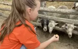 Dziewczynka przez ogrodzenie karmi owcę