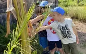 Trzech chłopc&oacute;w głaszcze pień bananowca
