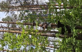 Dziewczynka szykuje się do przejścia przez przeszkodę z lin zawieszoną wysoko między drzewami