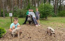 Chłopcy przy figurach dzik&oacute;w