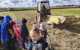Dzieci oglądają jak ciągnik wykopuje ziemniaki