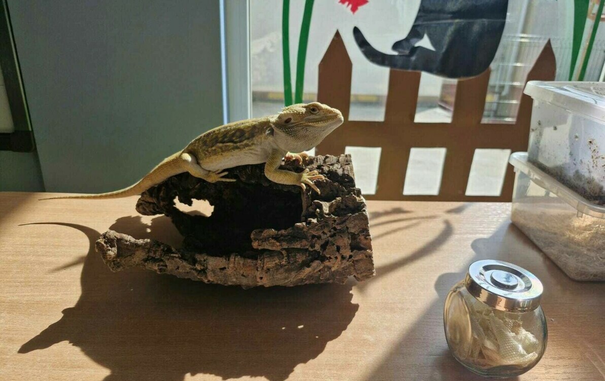 Zdjęcie do Egzotyczni goście w Zespole Szk&oacute;ł